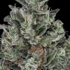 Glookies Feminized Esrar Tohumu (Barney's Farm)