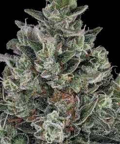 Glookies Feminized Esrar Tohumu (Barney's Farm)