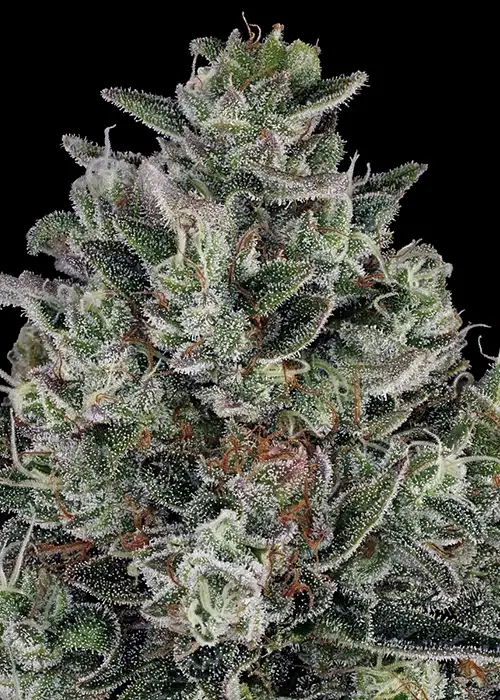 Glookies Feminized Esrar Tohumu (Barney's Farm)