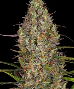 Glue Gelato Auto Fem Esrar Tohumu (Barney's Farm)