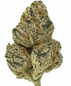 Glueball, yüksek THC ve çam aromasıyla öne çıkan Indica baskın bir türdür. Nadir genetik yapısını ve benzersiz etkilerini keşfedin.