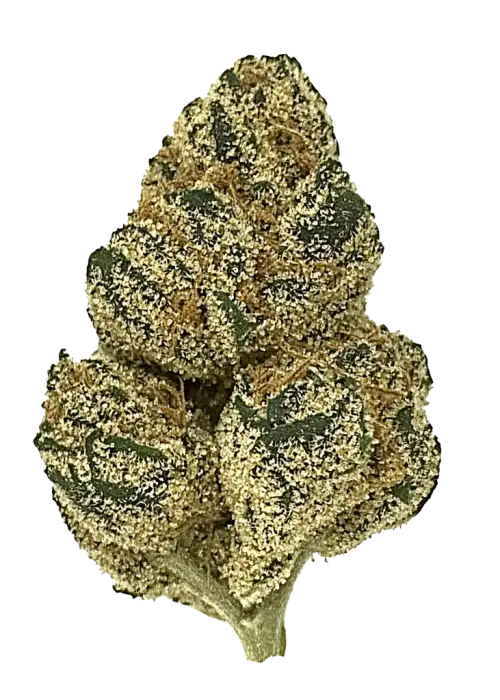 Glueball, yüksek THC ve çam aromasıyla öne çıkan Indica baskın bir türdür. Nadir genetik yapısını ve benzersiz etkilerini keşfedin.