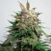 Glueberry O.G. Auto Fem Esrar Tohumu (Dutch Passion)