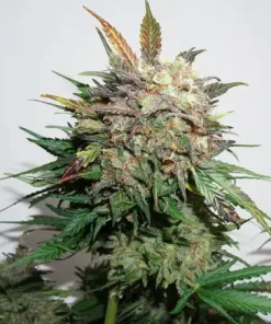 Glueberry O.G. Auto Fem Esrar Tohumu (Dutch Passion)