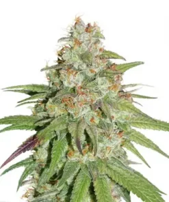 Glueberry O.G. Feminized Esrar Tohumu (Dutch Passion)