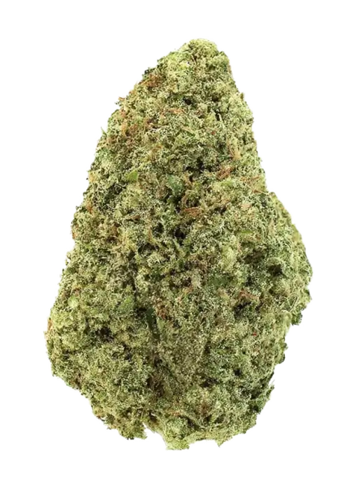 Glueberry OG, yaban mersini aromaları ve dengeli etkileriyle öne çıkan hibrit bir türdür. Stres ve ağrı için ideal. Genetik yapısını keşfedin.