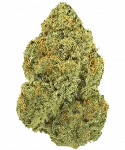 GlueChee, keskin peynir aroması ve yüksek THC içeriğiyle öne çıkan dengeli bir hibrit türdür. Güçlü etkilerini ve genetik yapısını keşfedin.