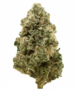 GMO Bomb, yakıtımsı bitişli tropikal aromaları ve yüksek THC içeriğiyle öne çıkan Indica dominant bir türdür. Yoğun etkilerini ve genetik yapısını keşfedin.