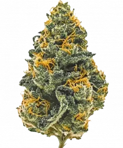 GMO Cookies, sert yakıtımsı aroması ve yüksek THC içeriğiyle öne çıkan Indica dominant bir türdür. Derin rahatlama ve uyku için ideal. Özelliklerini keşfedin.