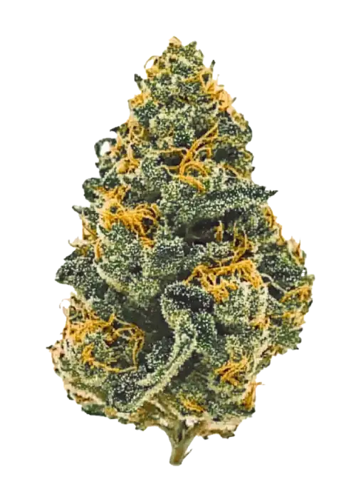 GMO Cookies, sert yakıtımsı aroması ve yüksek THC içeriğiyle öne çıkan Indica dominant bir türdür. Derin rahatlama ve uyku için ideal. Özelliklerini keşfedin.