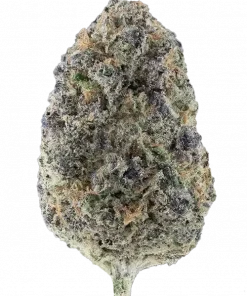 GMO x Hollywood, sert sarımsak aroması ve yüksek THC içeriğiyle öne çıkan hibrit bir türdür. Stres ve kaygı için ideal. Genetik yapısını keşfedin.