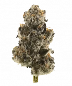 Gnosis, tropikal aromaları ve THC içeriğiyle öne çıkan dengeli bir hibrit türdür. Ağrı ve stresi azaltan etkilerini keşfedin, genetik yapısını görüntüleyin.