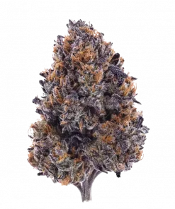 Goat Gas, sert benzin kokusu ve yüksek THC içeriğiyle bilinen Indica baskın bir türdür. Etkilerini ve genetik yapısını keşfedin. Hemen görüntüleyin.