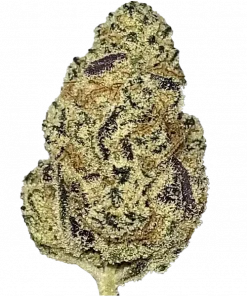 Goat Milk, tatlı çilek aroması ve yüksek THC içeriğiyle bilinen dengeli bir hibrit türdür. Enerjik etkileri ve potansiyel faydalarını keşfedin.