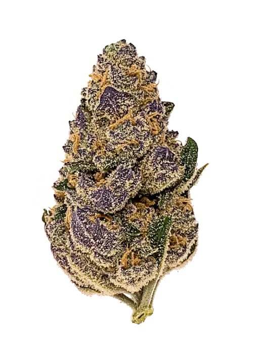 Gobstomper, tatlı meyve aromaları ve rahatlatıcı etkileriyle bilinen Indica baskın bir türdür. Stres ve ağrı için ideal. Genetik yapısını keşfedin.