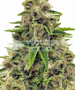 Godfather OG seeds Feminized Esrar Tohumu (WeedSeedsExpress)