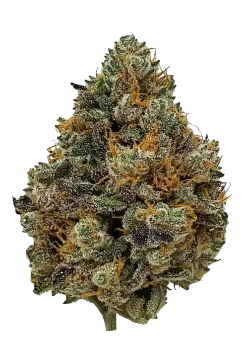 Godfather OG, toprak ve çam aromalı, yüksek THC'li Indica dominant türdür. Derin rahatlama sağlar. Bu eşsiz genetiği keşfedin ve etkilerini görüntüleyin.