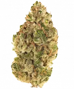 Karma Genetics Gold Digger, yakıtımsı ve reçineli aromasıyla öne çıkan indica baskın bir türdür. Yüksek THC içeriğiyle dikkat çeken bu türün genetik yapısını keşfedin.