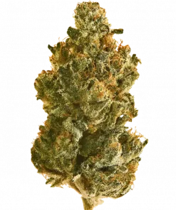 Gold Leaf, yakıtımsı ve baharatlı aromalarıyla öne çıkan Indica baskın bir türdür. Rahatlatıcı etkileriyle bilinen bu türün genetik yapısını keşfedin.