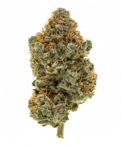 Golden Beast, tatlı meyve aromaları ve THC içeriğiyle öne çıkan Sativa baskın bir türdür. Anksiyete ve uykusuzluğa iyi gelir. Özelliklerini keşfedin.