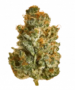 Golden Desire, kimyasal limon aroması ve yüksek THC içeriğiyle bilinen Sativa baskın bir türdür. Dengeli etkileriyle öne çıkar. Özelliklerini keşfedin.