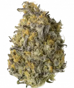 Golden Fortunes, tatlı ve toprak aromalarıyla öne çıkan Indica dominant bir türdür. Rahatlatıcı etkileriyle bilinir. Bu eşsiz türü keşfedin.