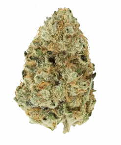 Golden Goat, kimyasal limon aroması ve yüksek THC içeriğiyle bilinen Sativa dominant bir türdür. Bu eşsiz türün genetik yapısını ve potansiyel faydalarını keşfedin.