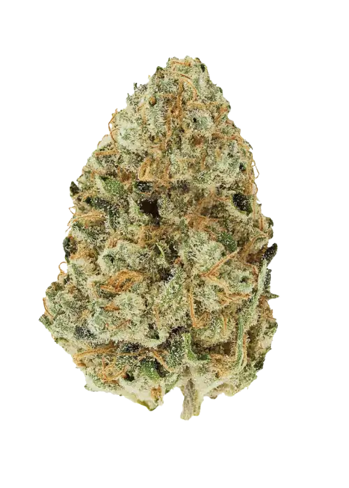 Golden Goat, kimyasal limon aroması ve yüksek THC içeriğiyle bilinen Sativa dominant bir türdür. Bu eşsiz türün genetik yapısını ve potansiyel faydalarını keşfedin.