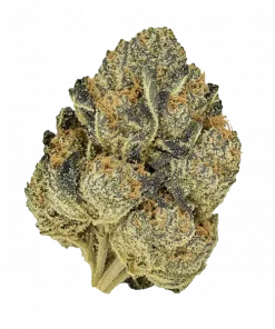 Golden Kiwi, tropikal meyve aromaları ve yüksek THC içeriğiyle bilinen Indica baskın bir türdür. Stardawg ve Vanilla Kush genetiğini keşfedin ve etkilerini görüntüleyin.