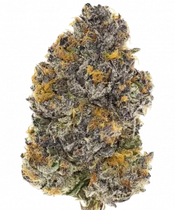 Golden Trio, yakıtımsı ve limon aromalarıyla öne çıkan Indica baskın bir türdür. Yüksek THC içeriğiyle dikkat çeker. Genetik yapısını keşfedin ve görüntüleyin.