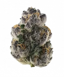 Gooch Goblin, tatlı orman meyveleri aroması ve yüksek THC içeriğiyle öne çıkan Indica dominant bir türdür. Yatıştırıcı etkilerini keşfedin ve hemen görüntüleyin.