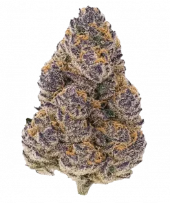 Goofiez, kiraz aromalı, yüksek THC'li bir Indica türüdür. Mutluluk ve yaratıcılık vadeden Goofiez'in genetik yapısını keşfedin ve detaylıca görüntüleyin.