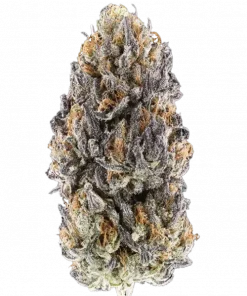 Gopher Glue, yakıtımsı aroması ve yüksek THC içeriğiyle öne çıkan Indica dominant bir türdür. Rahatlatıcı etkileriyle bilinen bu türü keşfedin.