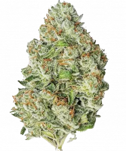 Gorilla Auto, yakıtımsı ve çam aromalı, THC'li dengeli bir hibrit türüdür. Hem rahatlatıcı hem de enerji verici etkileri keşfedin. Hemen görüntüleyin.