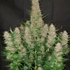 Gorilla Auto Fem Esrar Tohumu (Fast Buds)