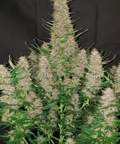 Gorilla Auto Fem Esrar Tohumu (Fast Buds)