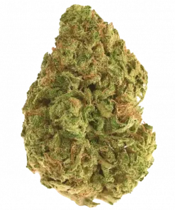 Gorilla Blood, kiraz ve yakıtımsı aromalarıyla öne çıkan güçlü bir hibrit türdür. Yüksek THC içeriğiyle benzersiz etkilerini keşfedin ve genetik yapısını görüntüleyin.