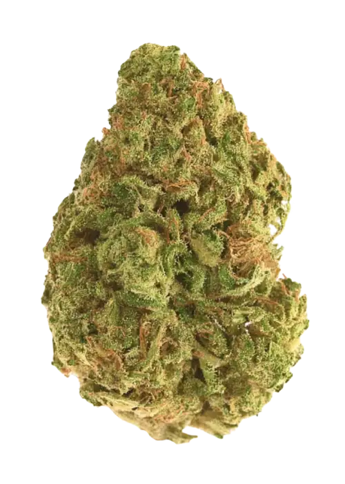 Gorilla Blood, kiraz ve yakıtımsı aromalarıyla öne çıkan güçlü bir hibrit türdür. Yüksek THC içeriğiyle benzersiz etkilerini keşfedin ve genetik yapısını görüntüleyin.