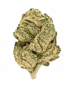 Gorilla Blue, tatlı yaban mersini aroması ve THC oranıyla öne çıkan dengeli bir hibrit türdür. Anksiyete ve stres için ideal. Etkilerini keşfedin.