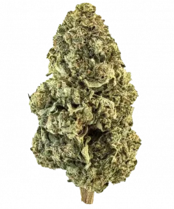 Gorilla Burger, yakıtımsı aroması ve yüksek THC içeriğiyle bilinen dengeli bir hibrit türdür. Rahatlatıcı etkilerini ve genetik yapısını keşfedin.