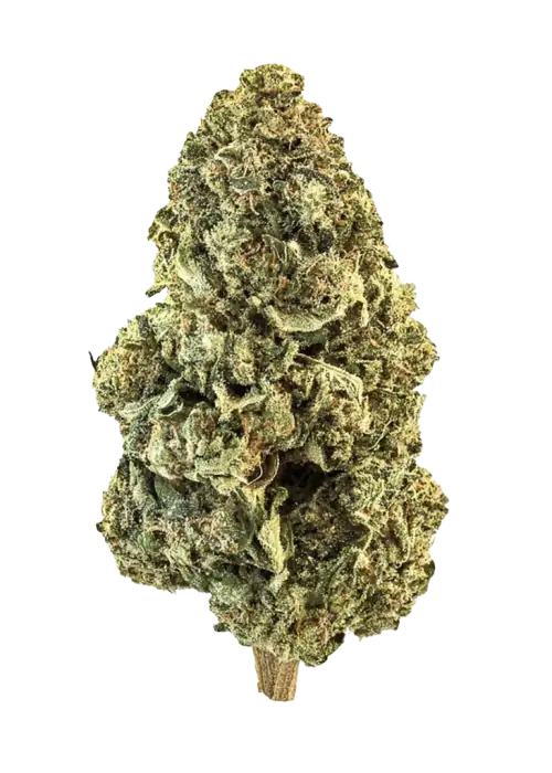 Gorilla Burger, yakıtımsı aroması ve yüksek THC içeriğiyle bilinen dengeli bir hibrit türdür. Rahatlatıcı etkilerini ve genetik yapısını keşfedin.