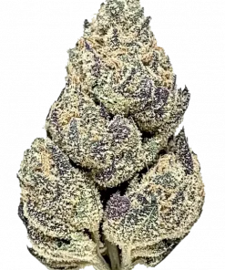 Gorilla Butter, fıstık ezmesi aroması ve yüksek THC içeriğiyle öne çıkan dengeli bir hibrit türdür. Bu eşsiz türün genetik yapısını ve etkilerini keşfedin.