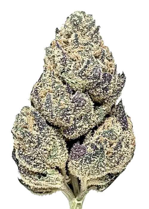 Gorilla Butter, fıstık ezmesi aroması ve yüksek THC içeriğiyle öne çıkan dengeli bir hibrit türdür. Bu eşsiz türün genetik yapısını ve etkilerini keşfedin.