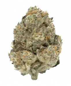 Gorilla Cookies, tatlı fındık aroması ve yüksek THC içeriğiyle öne çıkan Sativa baskın bir türdür. Ağrı ve stresi azaltan genetik yapısını keşfedin.