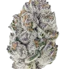 Gorilla Cookies Auto, sert aroması ve yüksek THC içeriğiyle bilinen Indica dominant bir türdür. Depresyon ve uykusuzluğa iyi gelir. Özelliklerini keşfedin.