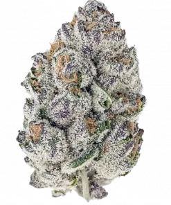 Gorilla Cookies Auto, sert aroması ve yüksek THC içeriğiyle bilinen Indica dominant bir türdür. Depresyon ve uykusuzluğa iyi gelir. Özelliklerini keşfedin.