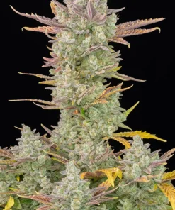 Gorilla Cookies Auto Fem Esrar Tohumu (Fast Buds)