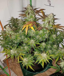 Gorilla Cookies Auto Fem Esrar Tohumu (Fast Buds)