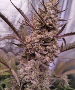 Gorilla Cookies Auto Fem Esrar Tohumu (Fast Buds)