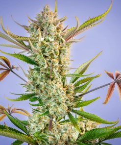 Gorilla Cookies Auto Fem Esrar Tohumu (Fast Buds)